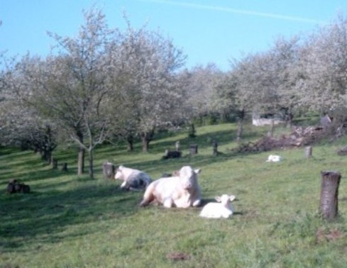 Mutterkühe mit Kälbern auf der Weide